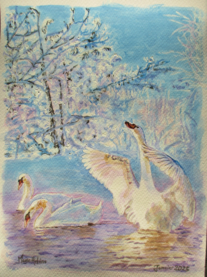 Cygnes en hiver
